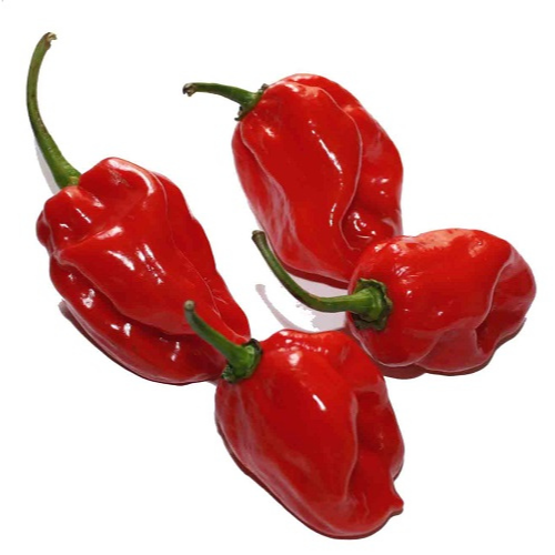 Aquaponics Fruit Hot Pepper Bell (Per/Each)