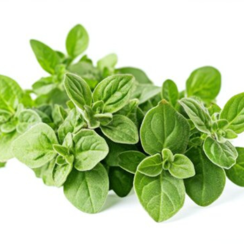 Aquaponics Oregano (Per/Each)