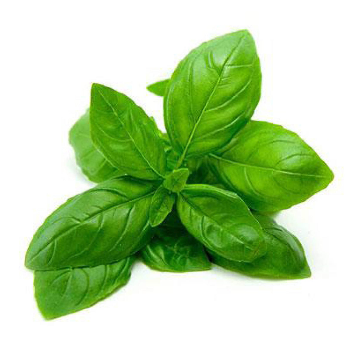 Teouma Valley Farms Basil (bunch 100g)