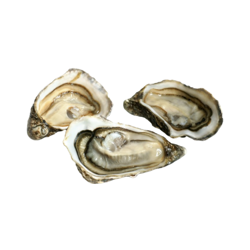 Half Shell Pacific Oysters (Dozen Pack)