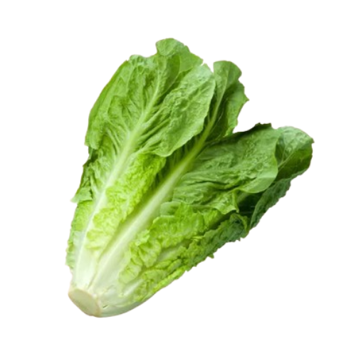 Lettuce Romaine