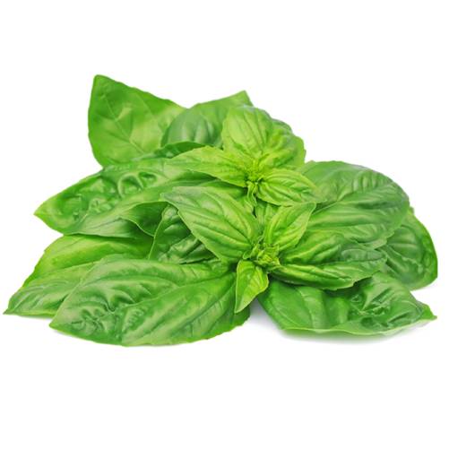 Aquaponics Basil (Per/Each)