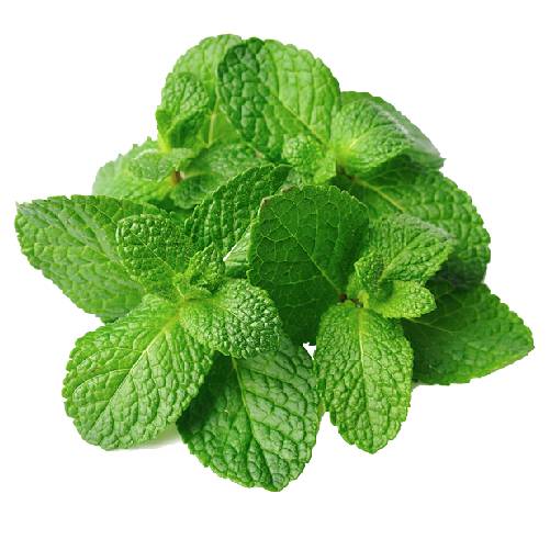 Aquaponics Mint (Per/Each)