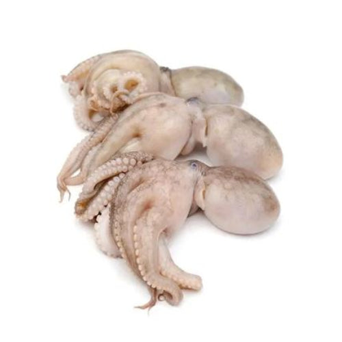 Baby Octopus (AUS) (26/40) 1kg
