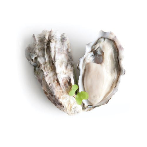 NZ Pacific Oysters (Half Shell/ 55- 75mm) (Per/ Doz)